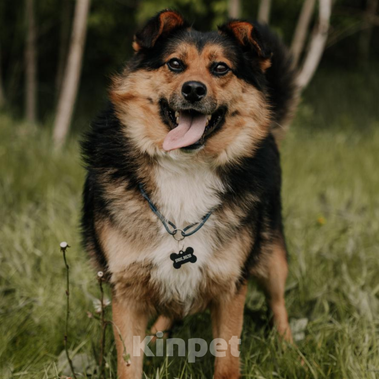 Собаки в Москве: Бантик Мальчик, Бесплатно - фото 1