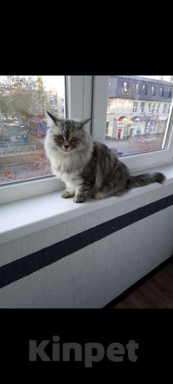 Кошки в Славгороде: Кошка, 1 руб. - фото 1