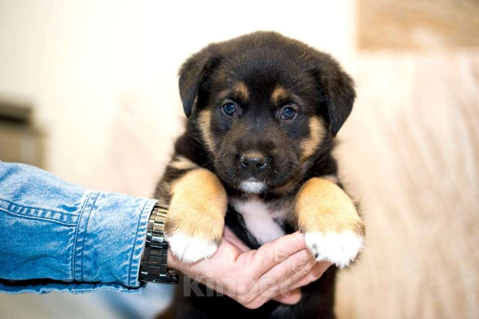 Собаки в Москве: Малышка в добрые руки Девочка, 20 руб. - фото 1