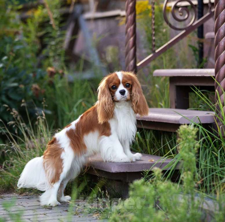 Собаки в Нижнем Новгороде: Шикарный кавалер на вязку Мальчик, 40 000 руб. - фото 2