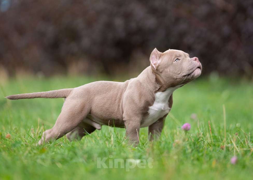 Собаки в Санкт-Петербурге: Предлагаются к продаже щенки американского булли  Мальчик, 80 000 руб. - фото 4