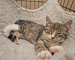 Кошки в Москве: Котёнок в добрые руки Девочка, Бесплатно - фото 2