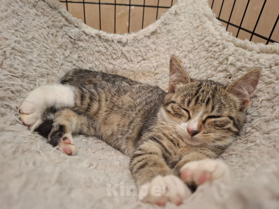 Кошки в Москве: Котёнок в добрые руки Девочка, Бесплатно - фото 2