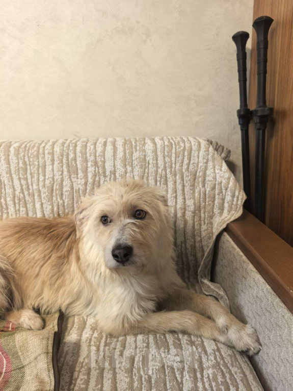 Собаки в Москве: Солнечный пес Мальчик, Бесплатно - фото 6