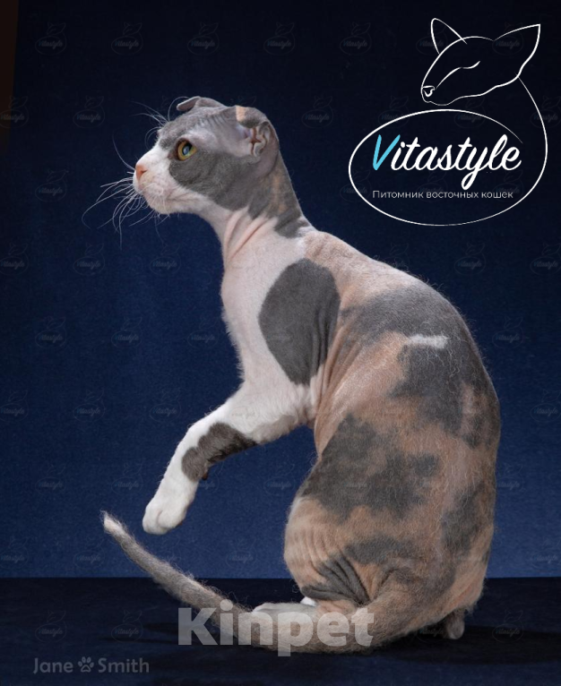 Кошки в Москве: Кошечка украинского левкоя Девочка, Бесплатно - фото 2