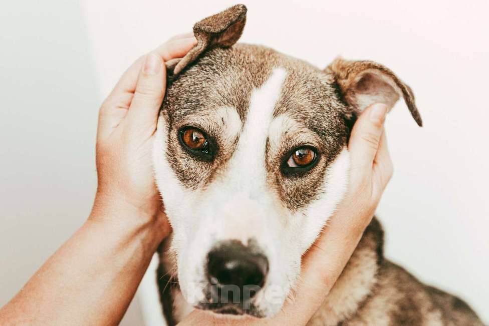 Собаки в Москве: Собака Евушка мечтает о доме, но ее никто не замечает Девочка, 1 руб. - фото 8