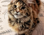 Кошки в других городах Свердловской области: Кошка Мейн -кун Полидакт Классика Девочка, 45 000 руб. - фото 2
