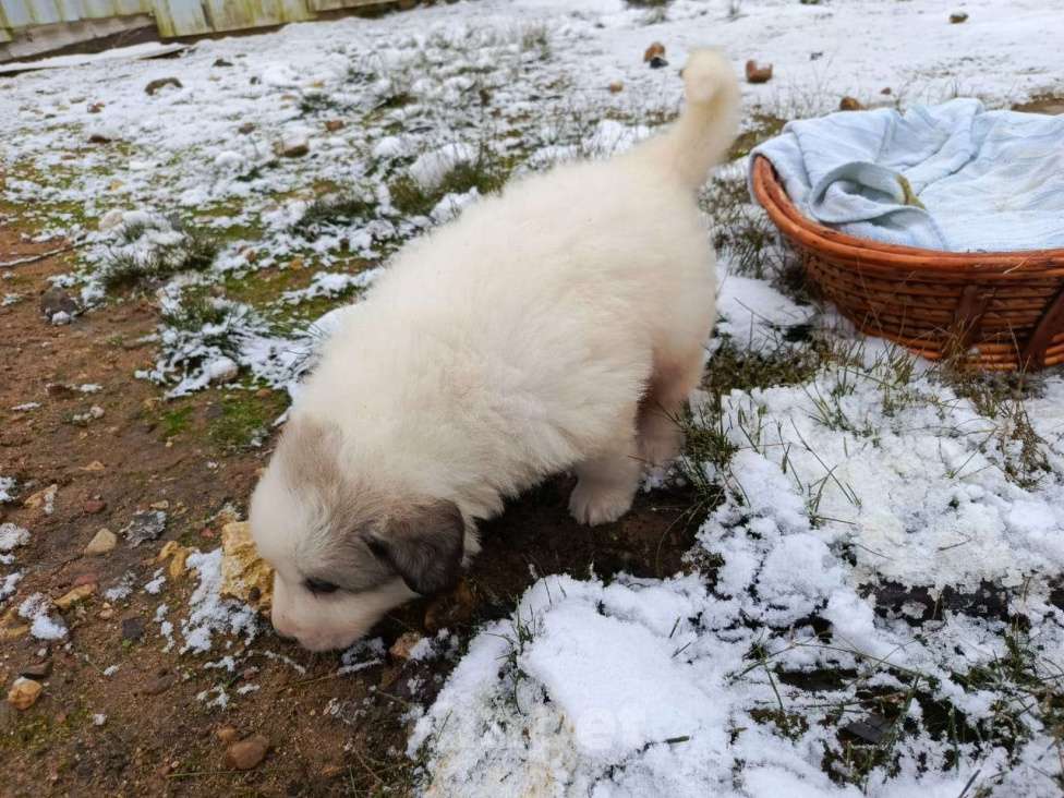 Собаки в Калуге: щенки пиренейской горной собаки_мальчик 4 Мальчик, 40 000 руб. - фото 6