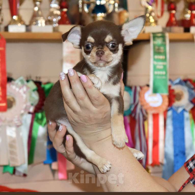 Собаки в Москве: Шоколадный красавчик чихуахуа Мальчик, 55 000 руб. - фото 1