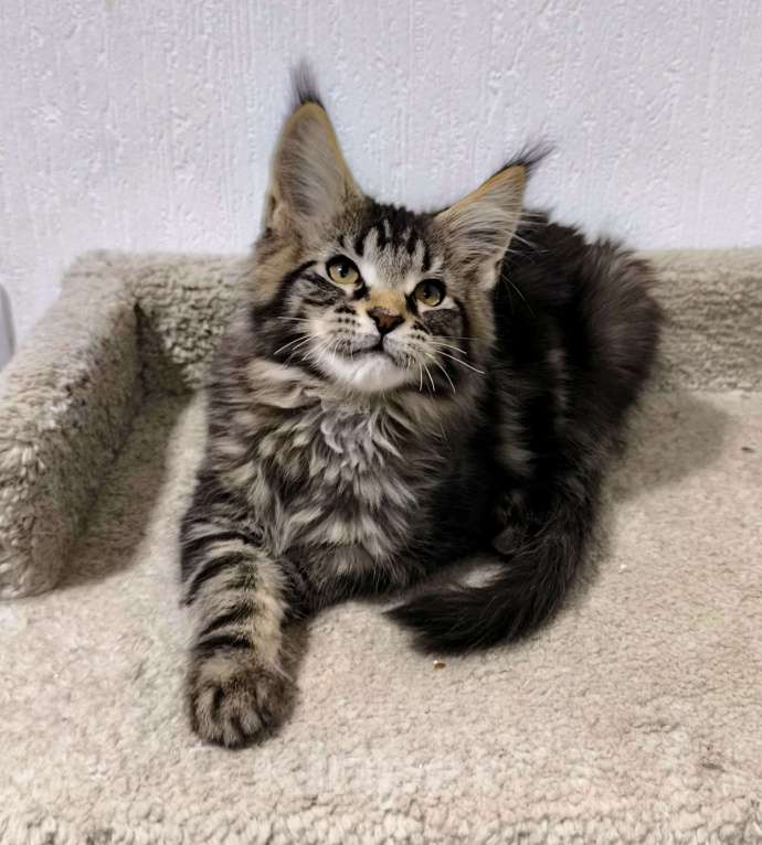 Кошки в Санкт-Петербурге: Кот мейн-кун Мальчик, 65 000 руб. - фото 1