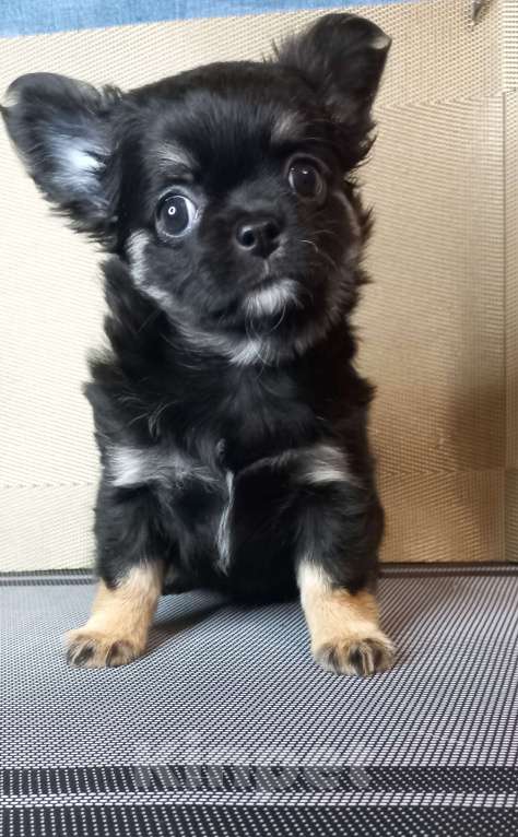 Собаки в Новосибирске: Фантастика, жгучая брюнетка Девочка, 35 000 руб. - фото 1