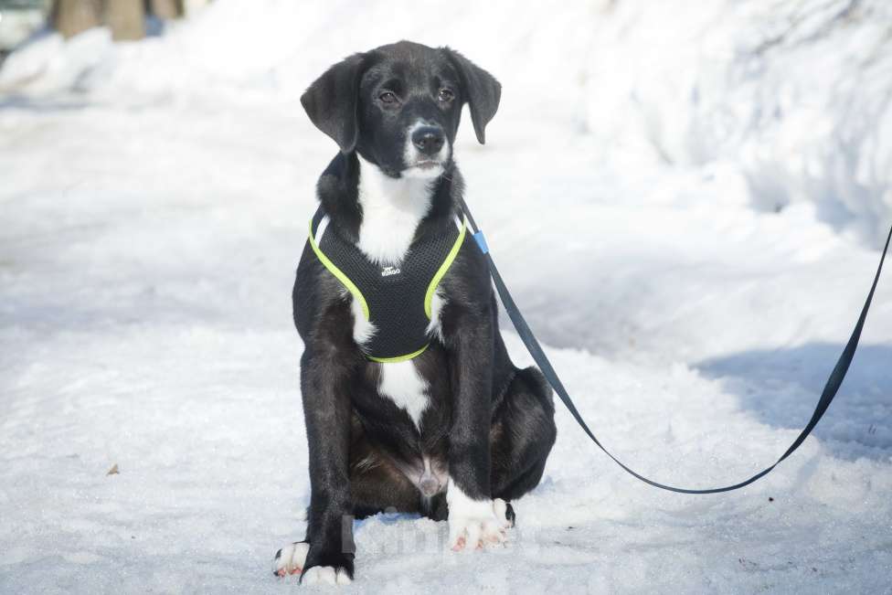 Собаки в Москве: Английский пойнтер щенок мальчик Мальчик, 22 руб. - фото 3