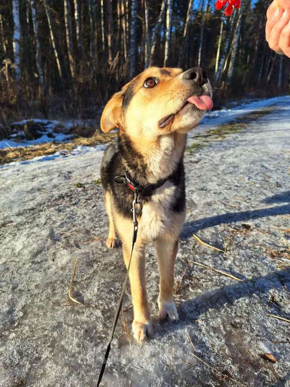 Собаки в других городах Московской области: Щенок в добрые руки  Мальчик, Бесплатно - фото 7