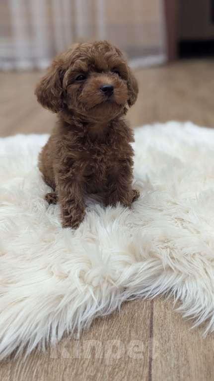 Собаки в Москве: Мальчик Мальтипу Мальчик, 100 000 руб. - фото 2