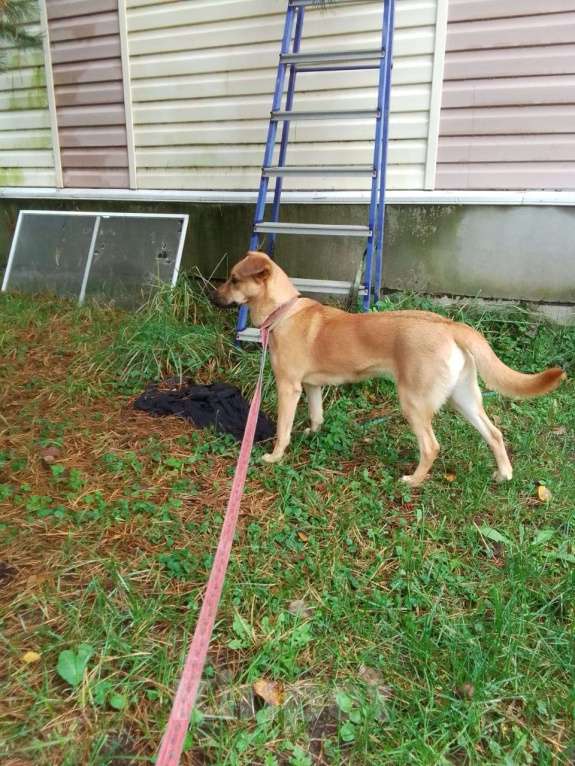 Собаки в Москве: Умная, ласковая в дар Девочка, Бесплатно - фото 5