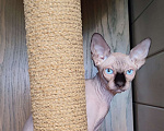 Кошки в Лобне: Котята канадского сфинкса  Мальчик, Бесплатно - фото 6