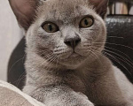 Кошки в Тюмени: Бурманские котята Девочка, 45 000 руб. - фото 1