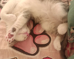 Кошки в Краснодаре: Котики Мальчик, Бесплатно - фото 1