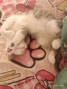 Котики