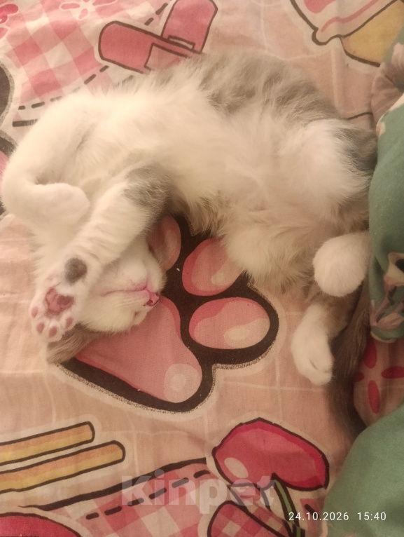 Кошки в Краснодаре: Котики Мальчик, Бесплатно - фото 1