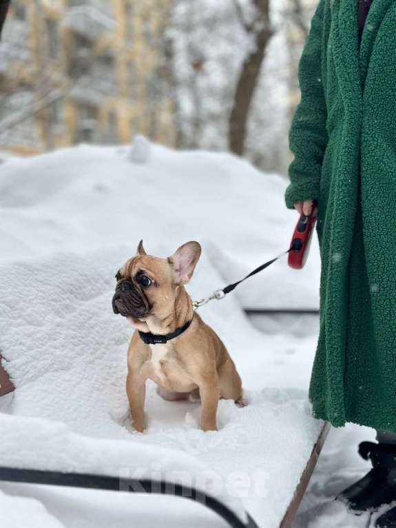 Собаки в Москве: Палевый мальчик Мальчик, 50 000 руб. - фото 6