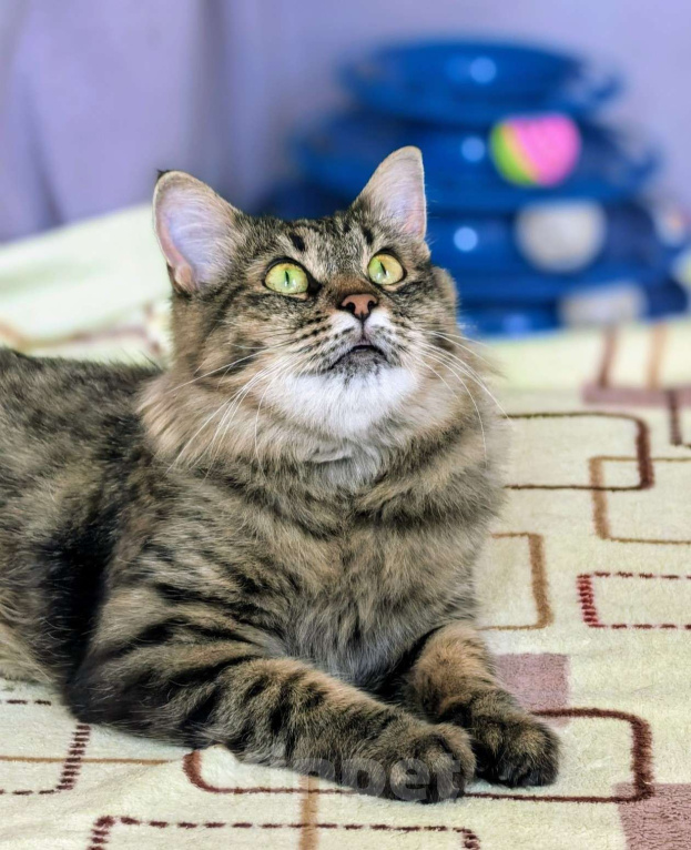 Кошки в Москве: Ласковая кошечка Анфиса ищет семью Девочка, Бесплатно - фото 7