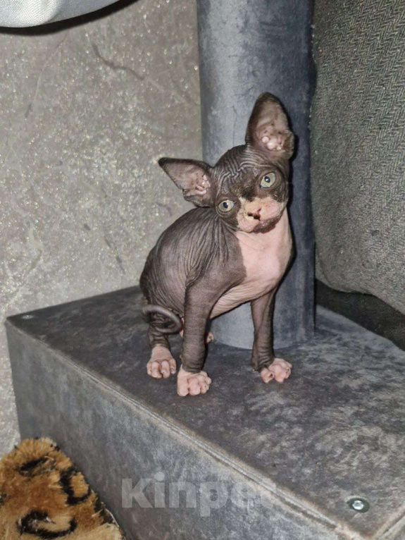 Кошки в Владивостоке: Канадский сфинкс, котята Мальчик, 30 000 руб. - фото 4
