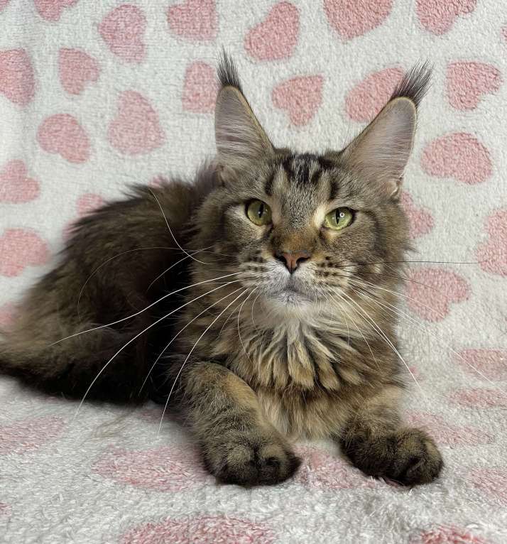 Кошки в Дмитрове: Черная тикированная девочка мейн кун Pandora Девочка, Бесплатно - фото 7