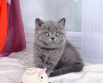 Кошки в Мурином: Британский котик голубого окраса (ген.тиккирован) Мальчик, 35 000 руб. - фото 6
