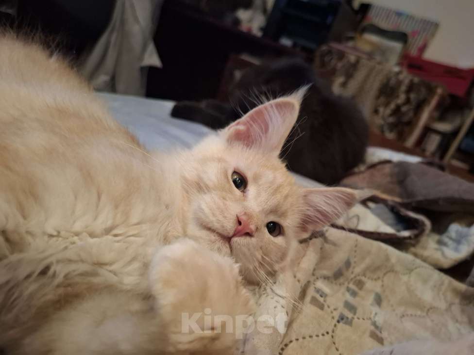 Кошки в Москве: Кремовый куненок Мальчик, 20 000 руб. - фото 2