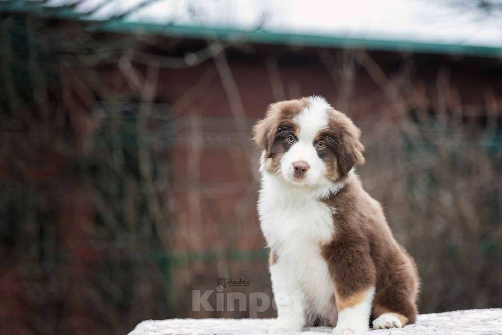 Собаки в Москве: Миниатюрная американская овчарка (мини-аусси) Мальчик, 150 000 руб. - фото 4