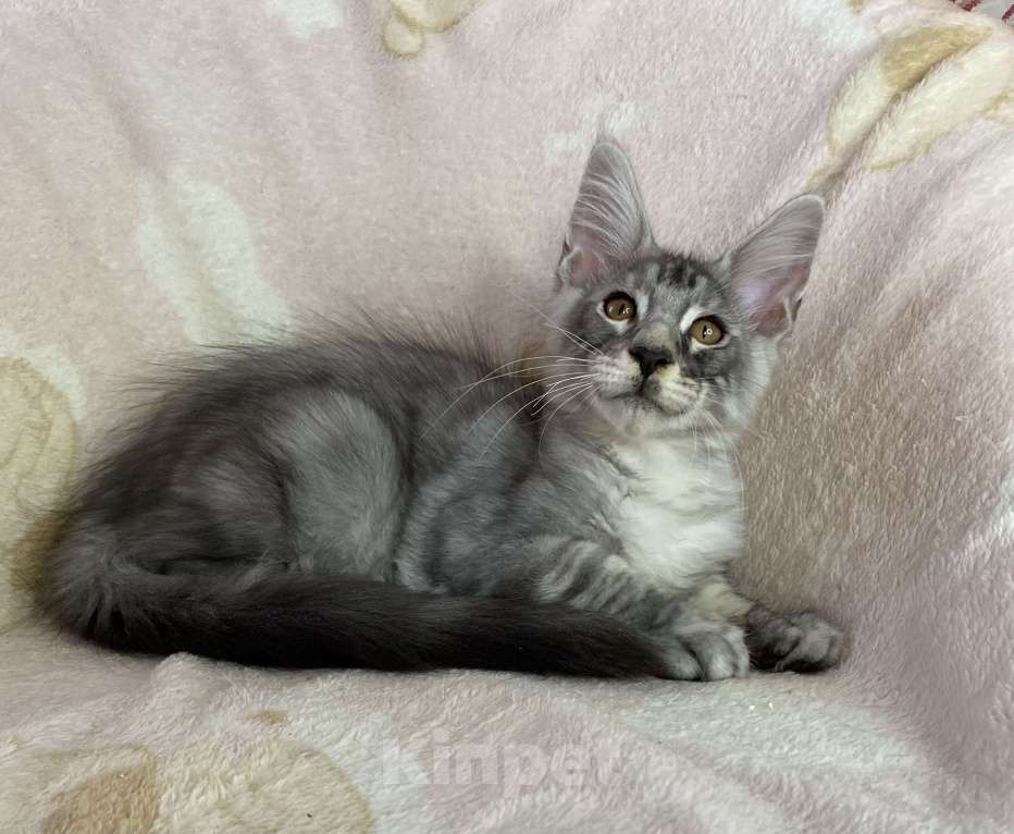 Кошки в Дмитрове: Черный серебристый мраморный мальчик мейн кун Камелот Мальчик, 30 000 руб. - фото 2