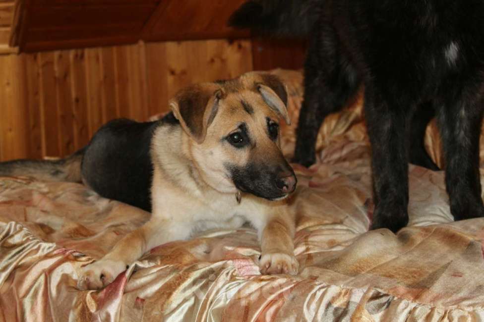 Собаки в Химках: красивая девочка Герда ждет хозяина в приюте Девочка, Бесплатно - фото 4