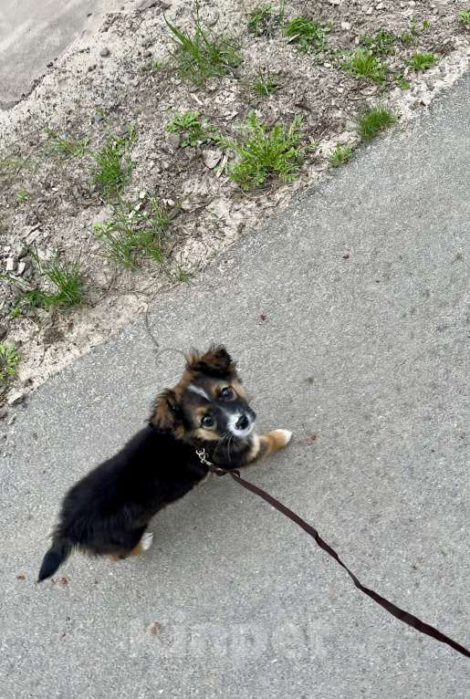 Собаки в Белом Калитве: Малышка в любящую семью Девочка, Бесплатно - фото 5