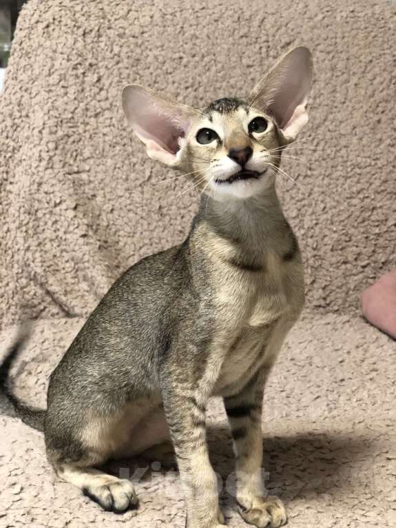 Кошки в Санкт-Петербурге: Ориентальный котенок девочка Девочка, 50 000 руб. - фото 2