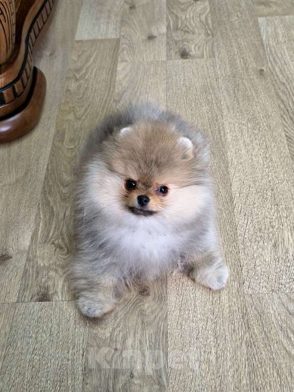 Собаки в Москве: Мальчик мини медвежонок Мальчик, 80 000 руб. - фото 4