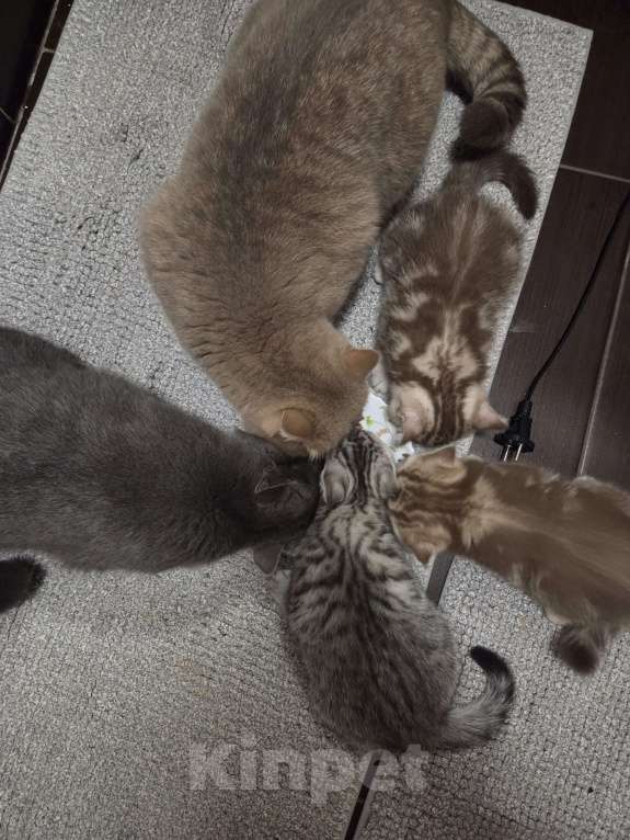 Кошки в Москве: Британские короткошёрстные котята Девочка, 47 000 руб. - фото 3