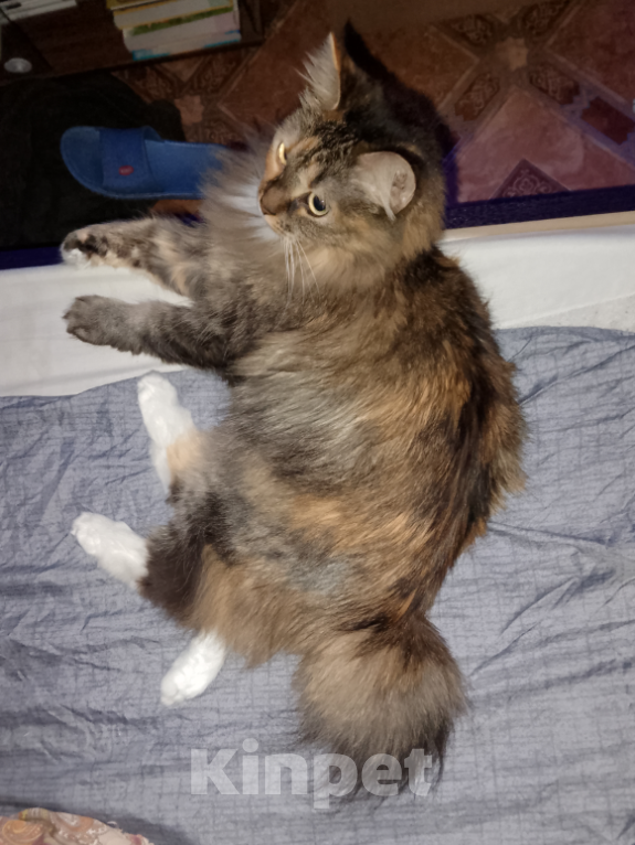 Кошки в Санкт-Петербурге: Пропала кошка Пуша Девочка, 5 000 руб. - фото 2