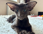 Кошки в Самаре: Ориентальные котята Мальчик, Бесплатно - фото 2