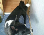 Собаки в Оренбурге: Вязка лайки, 1 руб. - фото 3