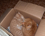 Кошки в Новочеркасске: Кошечки срочно ищут дом, Бесплатно - фото 4