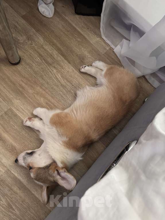 Собаки в Москве: Щенок велыш корги пемборк  Мальчик, Бесплатно - фото 6