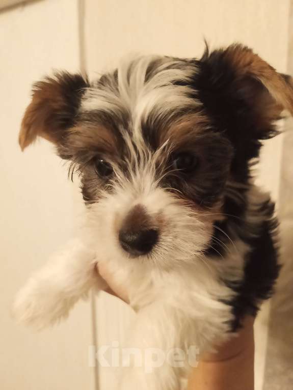 Собаки в Сатке: Биверята девчули Девочка, 30 000 руб. - фото 1