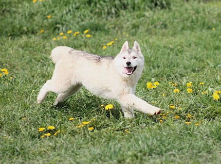 Девочка Сибирский хаски