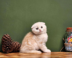 Кошки в Москве: Мальчик Тыковка ждёт свою семью Мальчик, 40 000 руб. - фото 5