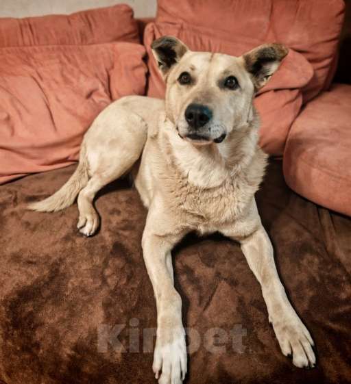 Собаки в Москве: Лапус самый человекооренированный пёс на свете! Мальчик, Бесплатно - фото 2