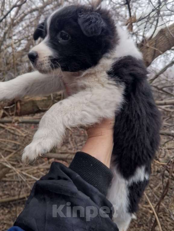 Собаки в Уварово: Щенок от маленькой собачки Девочка, Бесплатно - фото 2