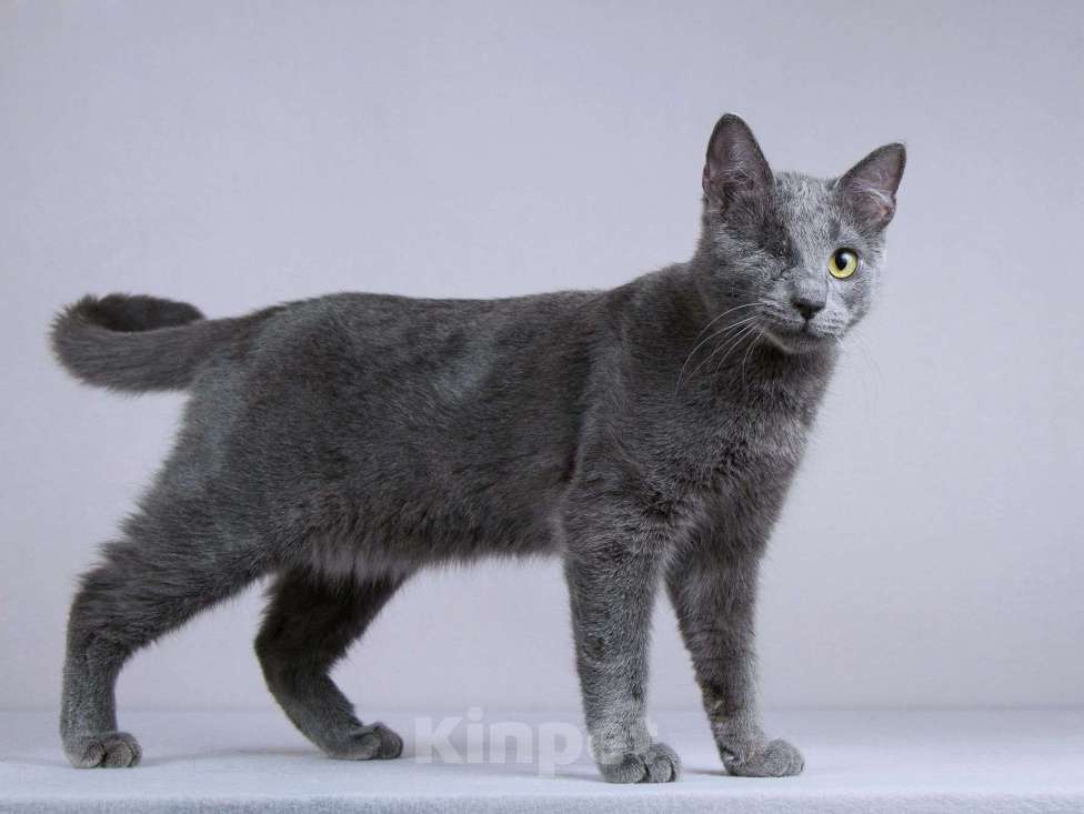 Кошки в Москве: Нежный ласковый котик Лапозай в добрые руки Мальчик, Бесплатно - фото 1