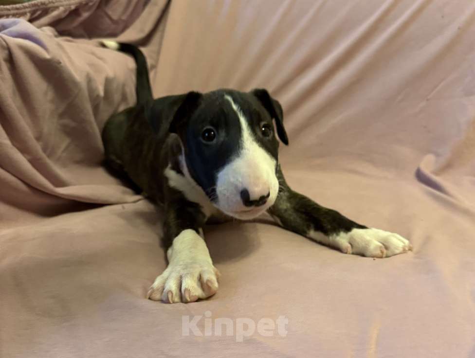 Собаки в других городах Московской области: Герцог Янтарных Огней Мальчик, 80 000 руб. - фото 1