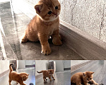 Кошки в Одинцово: Шотландский котенок - золотой Мальчик, 25 000 руб. - фото 7